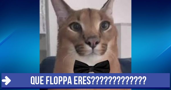 Floppa Elegante Que Floppa Eres